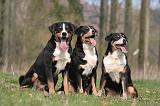 BOUVIER D'APPENZELL 042